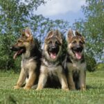 Éducateur canin Val D’oise 95