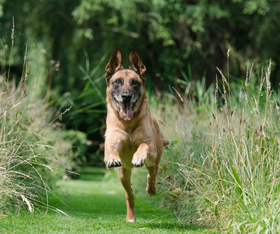 éducation canine Blois