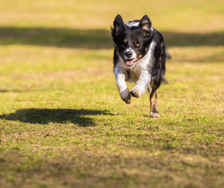 chien-rappel