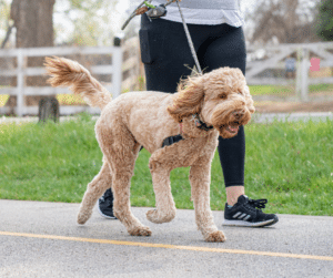 chien-promener-en-laisse