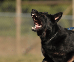 chien-agressif