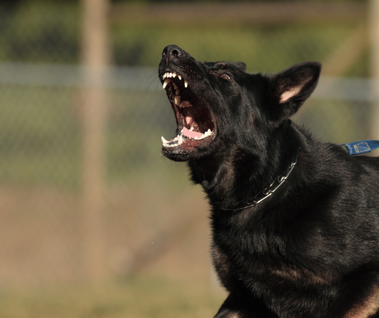 chien-agressif