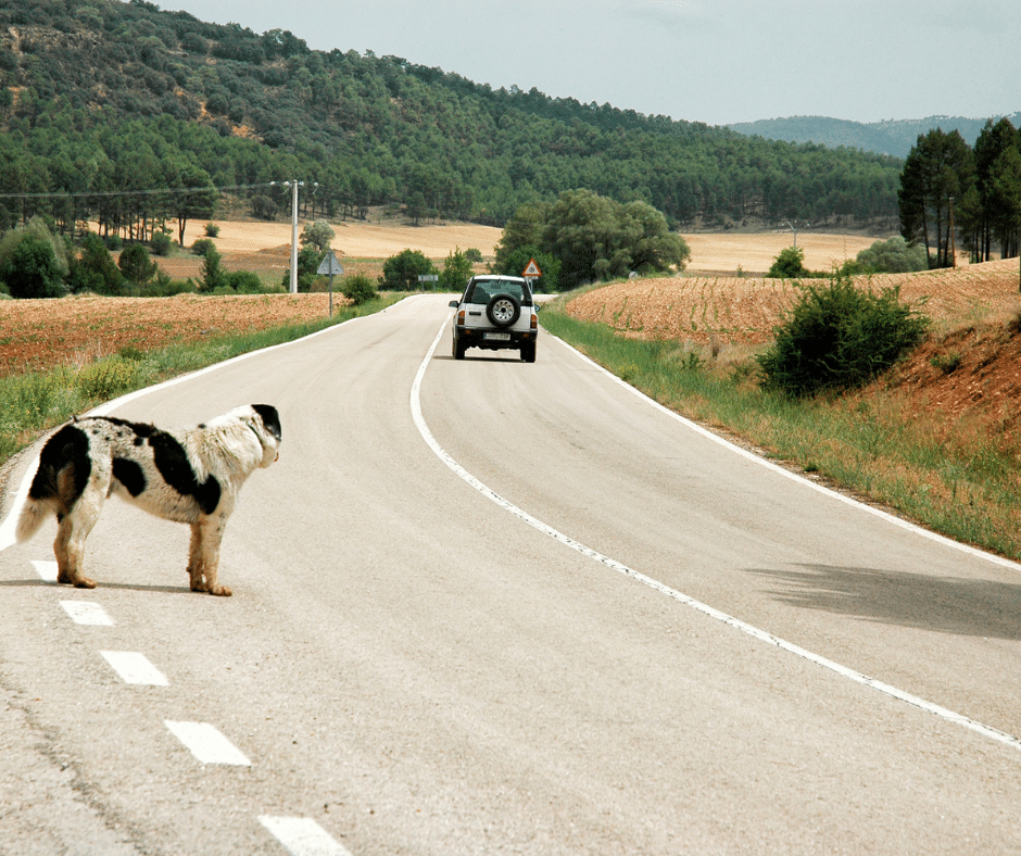 abandon chien été