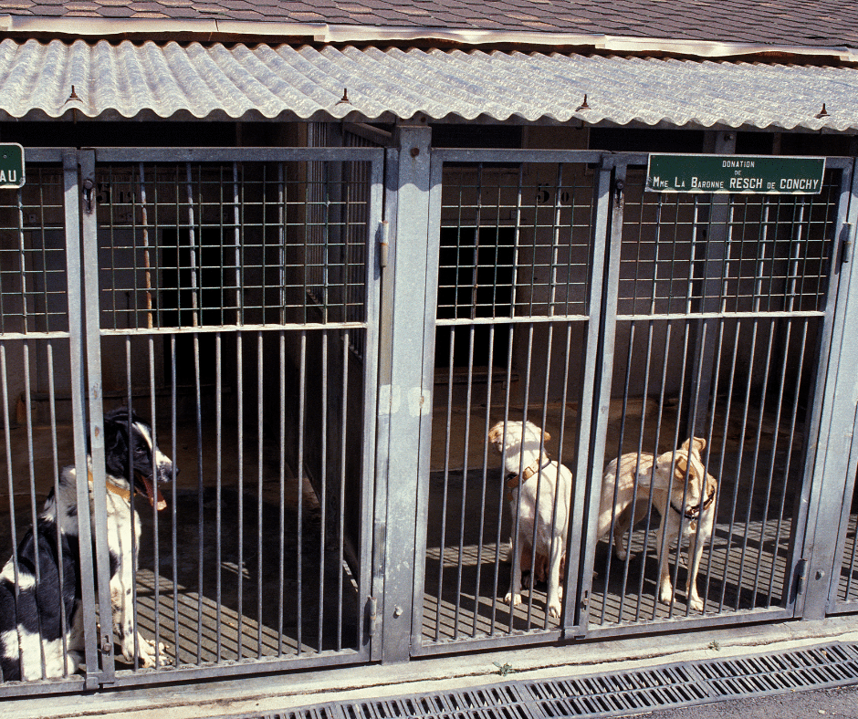 abandon animaux vacances