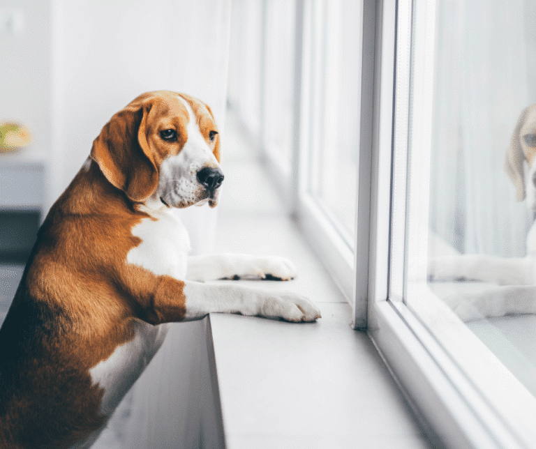 Chien seul à la maison regardant par la fenêtre avec un air inquiet – illustration de l’anxiété de séparation.