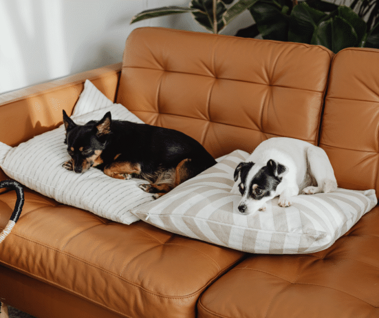 Chien adulte et chiot s’habituant l’un à l’autre après l’arrivée du deuxième chien à la maison.