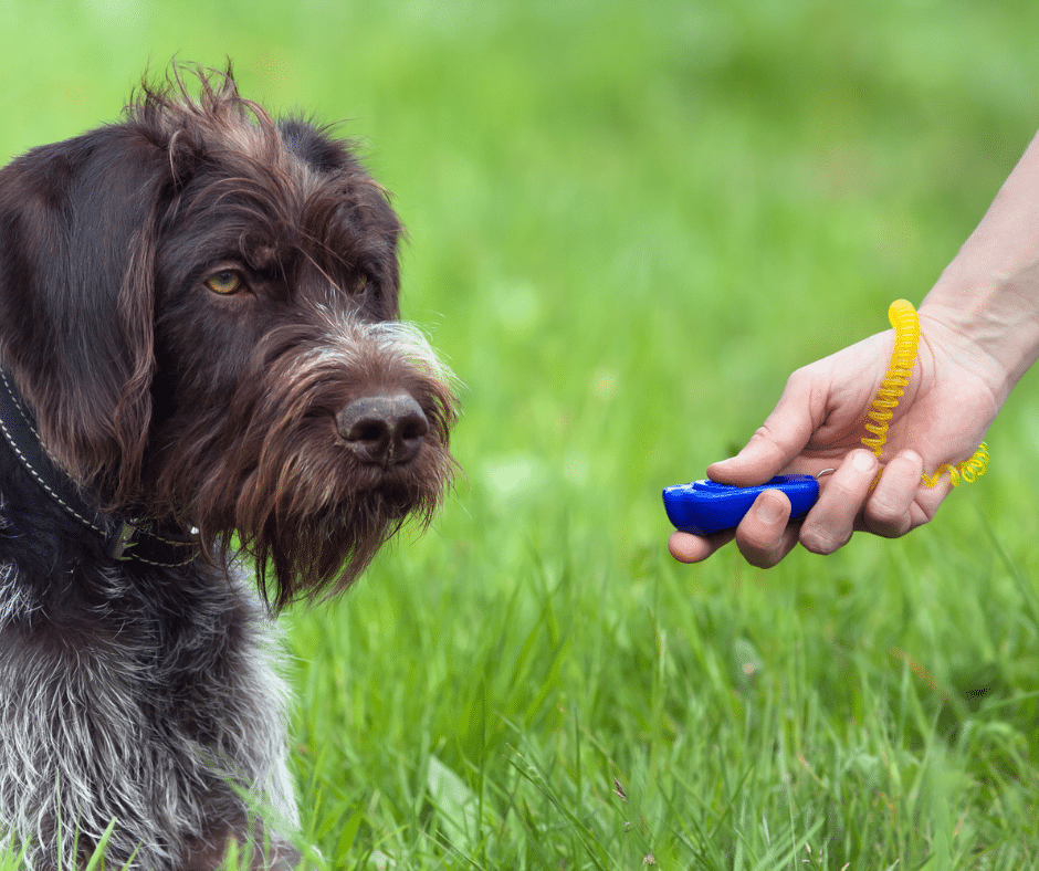 Chien apprenant avec un clicker