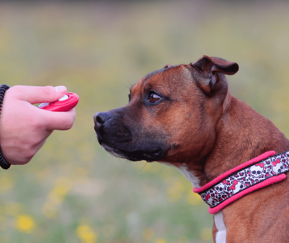 Séance de clicker training positive avec chien