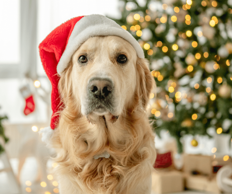 chien pendant les fêtes de fin d’année – SuperDoggy éducateur canin