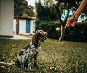 Apprendre les ordres de base à son chien avec une éducation canine positive et bienveillante