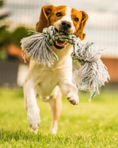 éducation canine en extérieur avec éducateur
