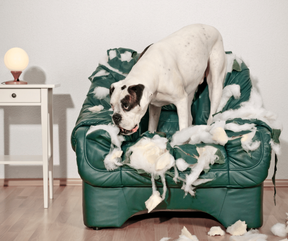chien seul maison destruction canapé