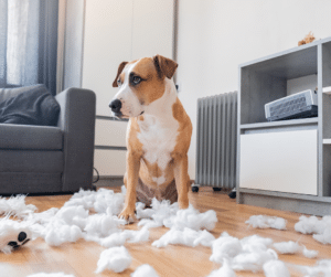 chien détruit coussin maison absence