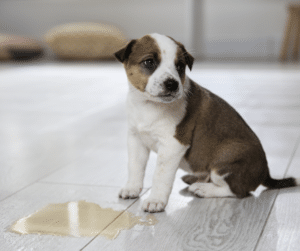 Comment apprendre la propreté à son chien ou chiot ?