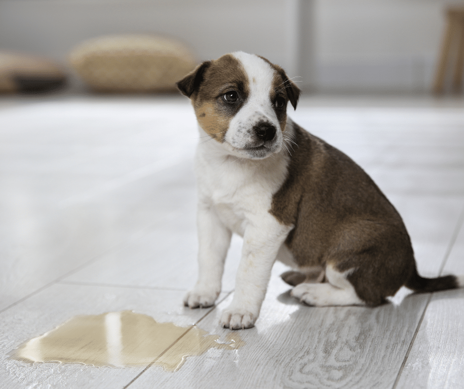 Comment apprendre la propreté à son chien ou chiot ?
