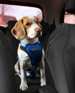 Voyager avec son chien en voiture en toute sécurité