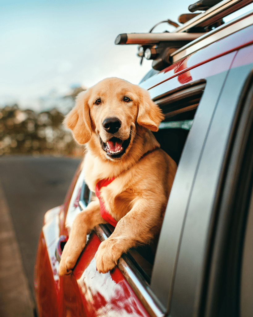 Éducateur canin Superdoggy donnant des conseils pour transporter son chien en voiture