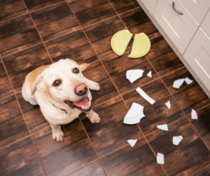 Relation de confiance entre un chien et son humain pendant un apprentissage en extérieur.