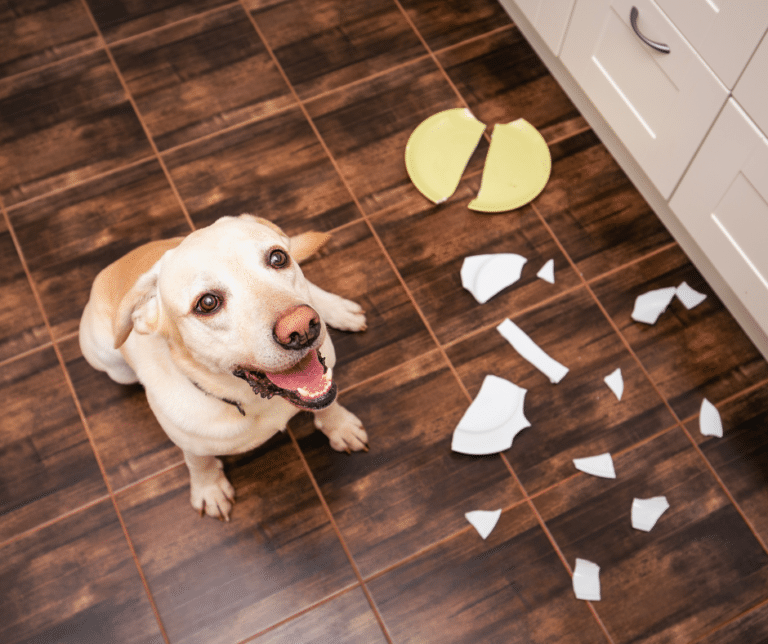 Relation de confiance entre un chien et son humain pendant un apprentissage en extérieur.