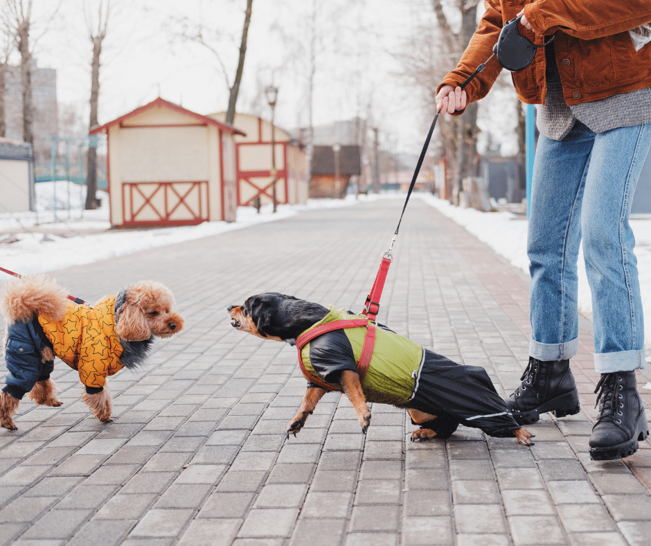 Chien qui aboie en laisse en croisant un autre chien