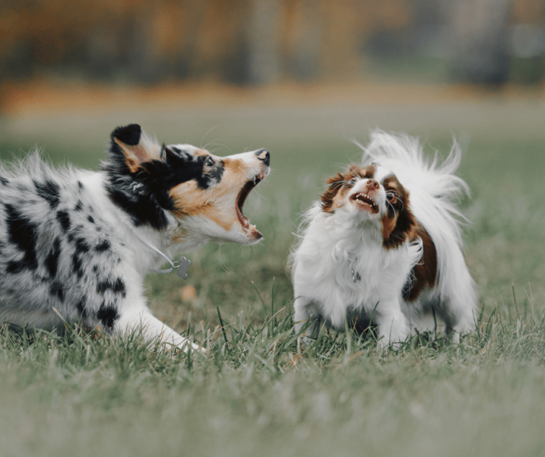 Travail éducatif avec un chien réactif aux congénères