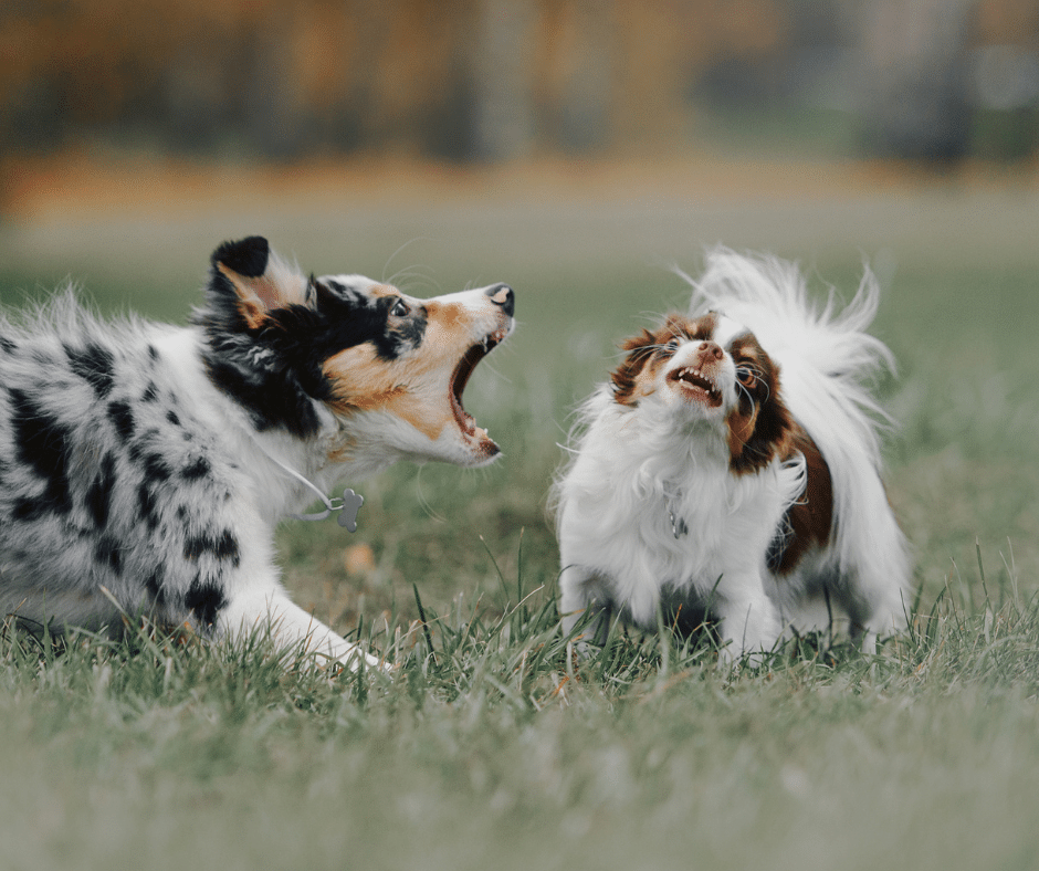 Travail éducatif avec un chien réactif aux congénères